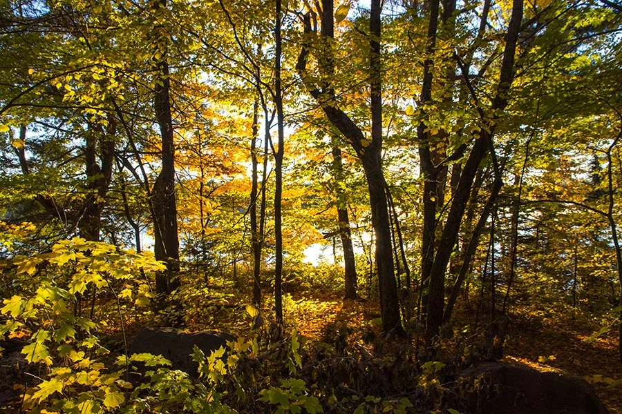 Autumn Travel Photos Capture Canada’s Lakes, Woodland Paths and Fall Colour