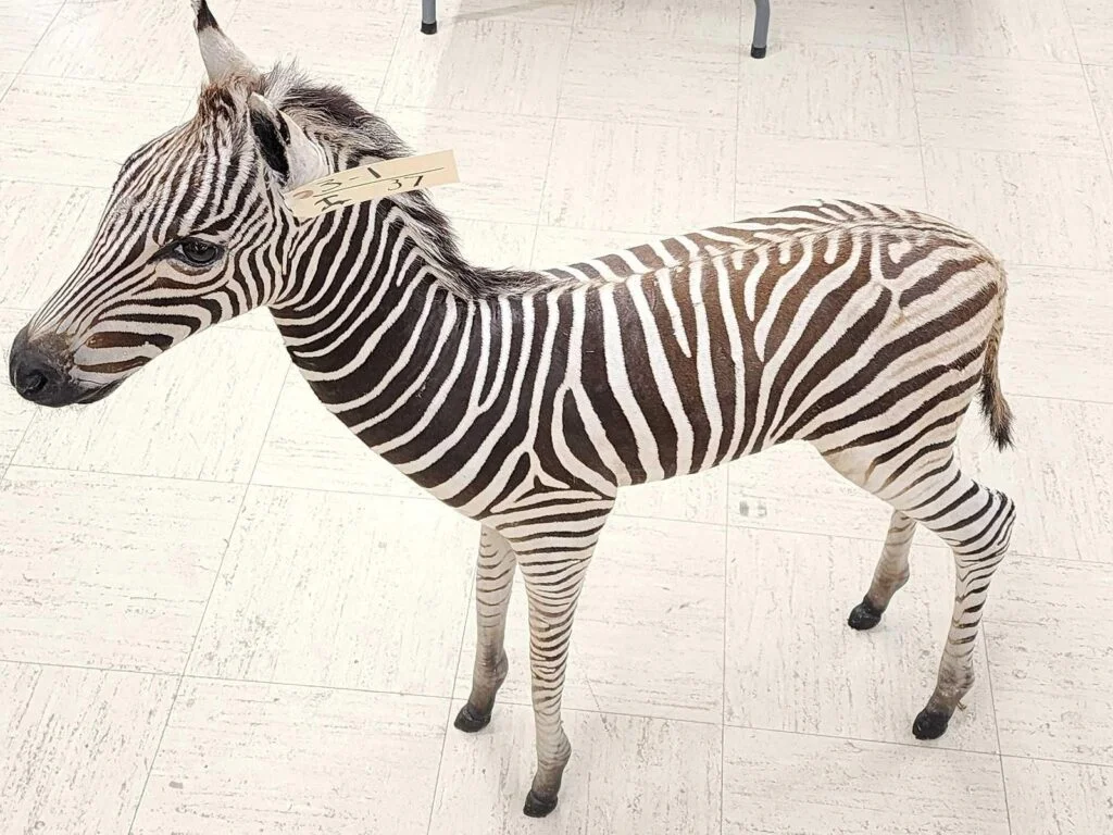 spectacular full zebra mount